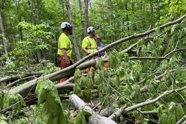 Individuals standing near a tree they cut down.